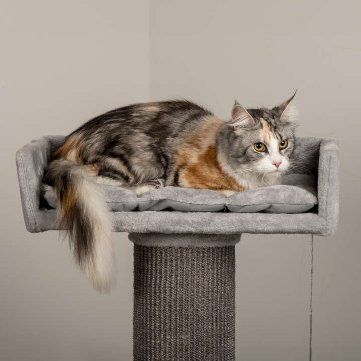 dobar Kratzbaum Cozy